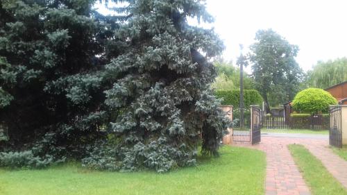 ein großer Baum in einem Hof neben einem Zaun in der Unterkunft Németh Apartment in Szántód