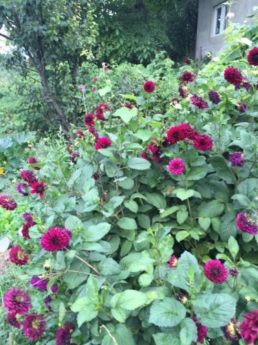 Ein Garten an der Unterkunft Anush`s B&B