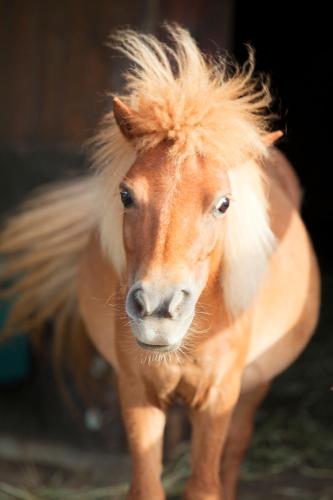 a brown and white horse with a long tail at Agriturismo La Casa Di Rodo in Quarrata
