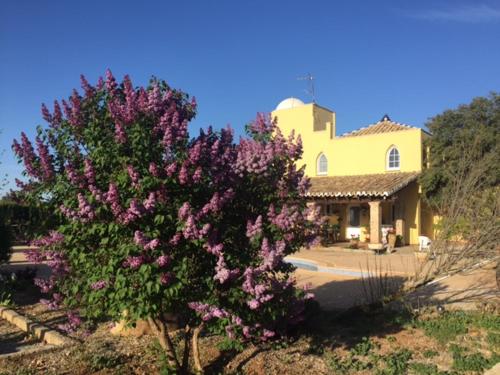 ein Baum mit lila Blüten vor einem Haus in der Unterkunft Villa Rural Paquete in Pozo Alcón