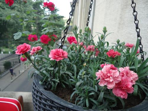 a potted plant with pink flowers in a basket at Apartment Jafa in Tbilisi City