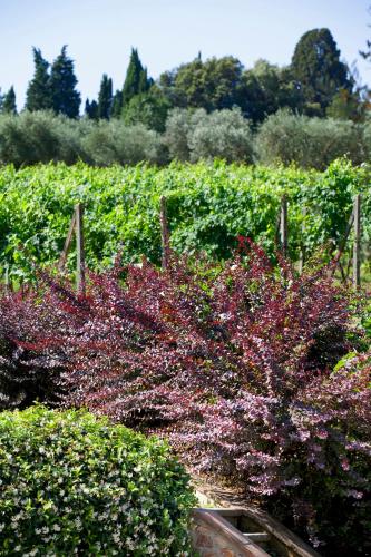 a garden with purple flowers and green bushes at Agriturismo La Casa Di Rodo in Quarrata