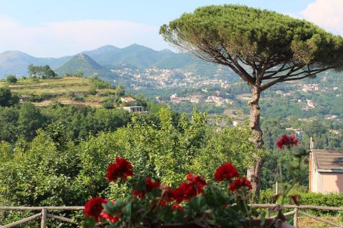 a tree and red flowers in front of a mountain at Casa Fasano Amalfi Coast in Vietri sul Mare