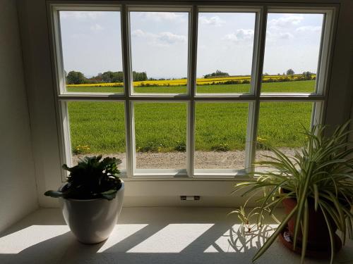 a window with two potted plants and a field of flowers at Bästekille Gårdshotell in Kivik
