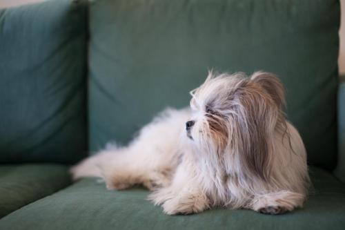 a small white dog laying on a green couch at Hotel Saron in Poros