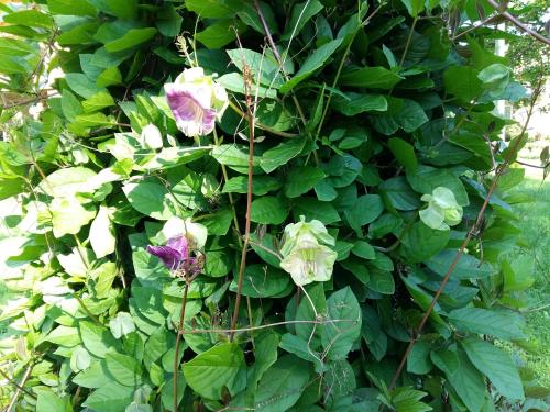 a bush with purple flowers and green leaves at Brīvdienu māja "Raudiņi" in Kaltene