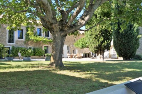 a large tree in the yard of a house at le mas de colongene in Faucon