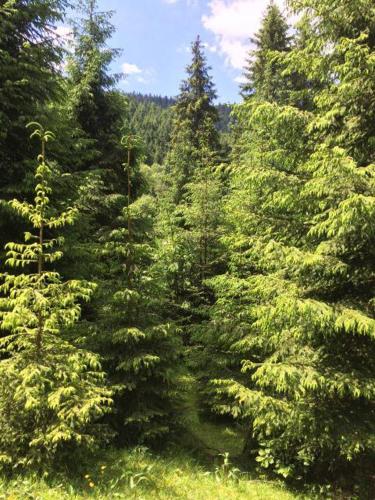 a forest filled with lots of green trees at Synevyrskyj Chardash in Synevyr