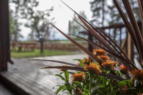 a plant with orange flowers in front of a window at Hotelli Salpa in Luumäki