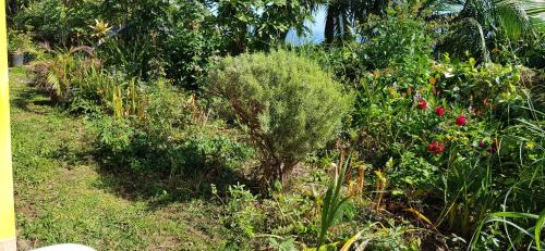 a garden with many plants and trees and bushes at GITE-Hotel LA CAZ DES ORANGERS in Le Bois de Nèfles