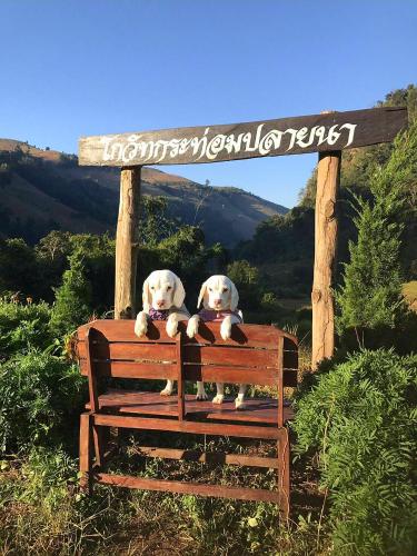 two white dogs sitting on a bench under a sign at KowitFarmstay in Ban Mae Pan Noi