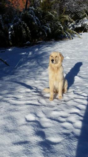 a dog is sitting in the snow at Tatas Haus in Las Trancas