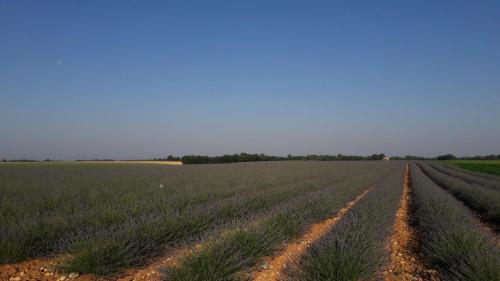 a field of crops with a dirt road in the middle at Hôtel Les Deux Lions in Riez