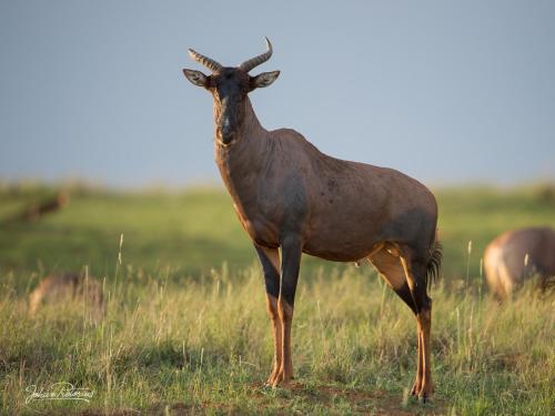 a antelope standing in a field of grass at The Royal Fischer Hotel in Bloemfontein