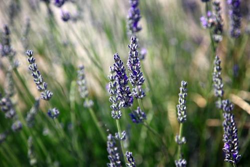 a bunch of purple lavender flowers in a field at Villa Giulia&Gaia - Guest House in Nardò