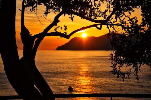 a sunset over a body of water with a tree at Crêuza de Mä in Riomaggiore