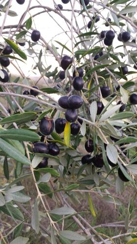 a bunch of black olives hanging from a tree at Agriturismo Il Poggiarello in Siena