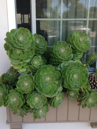 a bunch of green plants sitting on a window sill at Morro Crest Inn in Morro Bay
