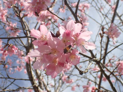 a bee is sitting on a pink cherry blossom tree at 樸宿庭園民宿 南投民宿312號 in Lugu
