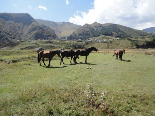 a group of horses standing in a field at Soso Burduli's Guesthouse in Stepantsminda
