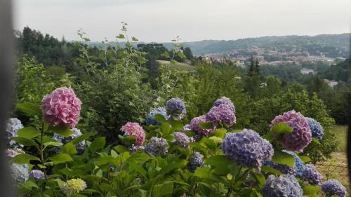 a bunch of purple and blue flowers on a hill at Casa Statiella in Acqui Terme