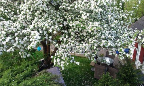 a flowering tree with white flowers in a yard at Das kleine Ferienhaus in Berlin