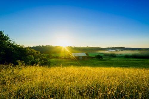 a field of tall grass with the sun in the background at Willa SPAcja in Wężówka