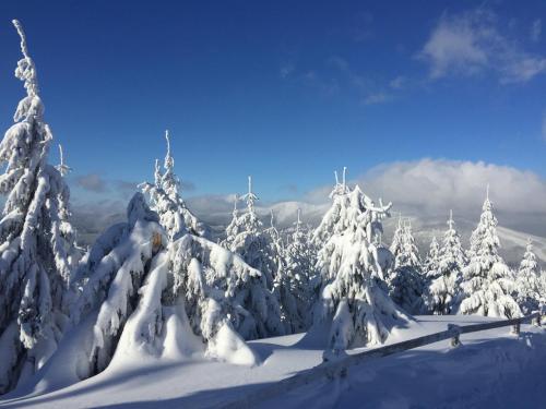 a group of snow covered trees on top of a mountain at Yveta - Depandance Horské Zátiší in Horni Misecky