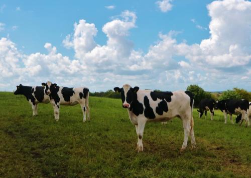 a group of cows standing in a field at Bank Top Farm Cottages in Stoke on Trent