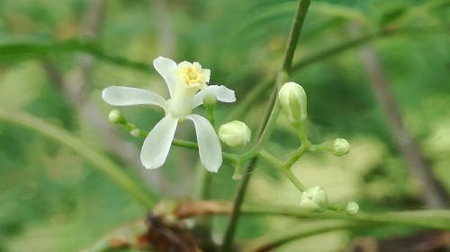a white flower with a yellow center on a plant at Sigiri Forest View in Sigiriya