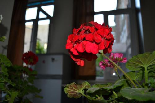 Tbilisi Apartment 2にある庭