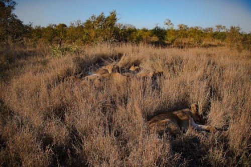 a lion laying in a field of tall grass at Parsons House in Hoedspruit