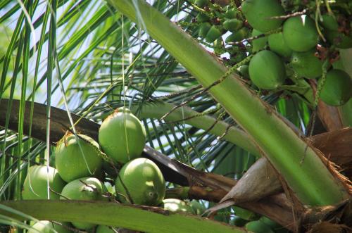 a tree filled with lots of green bananas at Villas Macondo in Tamarindo