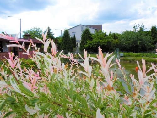 a bunch of pink flowers in a garden at Pokoje Żabi Staw in Mikołajki
