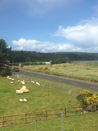 a herd of sheep laying in the grass next to a road at 1 Bayview in Glenariff