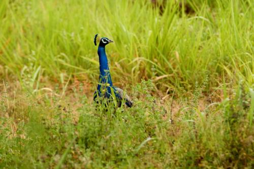 a peacock standing in a field of tall grass at Sevanagama in Habarana