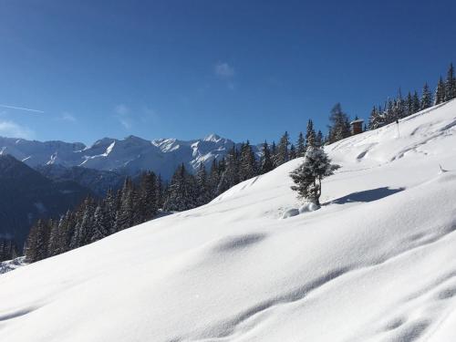 a snow covered hill with a small tree on it at Landhof Aigner in Mittersill