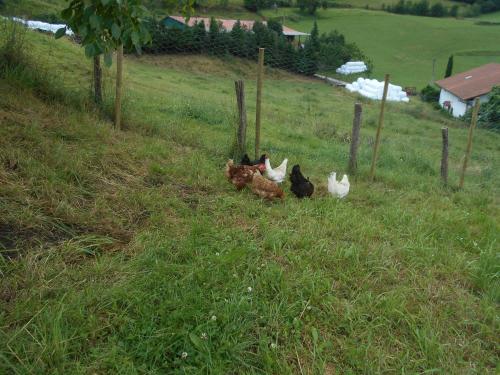 a group of chickens sitting in a field at Casa Rural Juankonogoia in Urrotz
