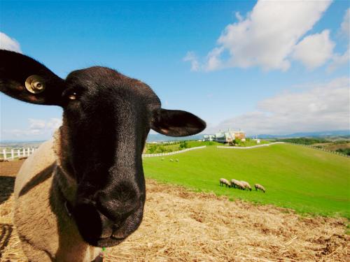a black sheep standing in a grassy field at Shibetsu Grand Hotel in Shibetsu City