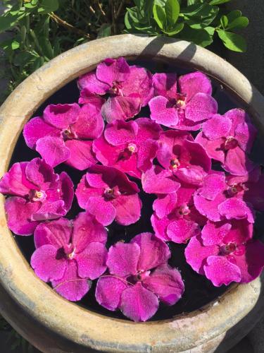 a bunch of pink flowers in a bowl of water at BC Summer Beach in Pran Buri