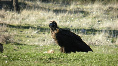 a black bird standing in a field of grass at Hotel Carvajal in Torrejón el Rubio