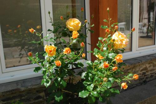 a bouquet of orange flowers in front of a window at Hôtel Victor Hugo in Pontorson