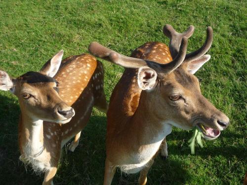two deer standing next to each other in the grass at Waldgasthof & Hotel Am Sauwald in Tannenberg