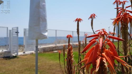 a plant with red flowers next to the beach at Case Vacanza Marzano in Monopoli