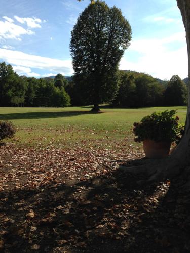 a tree in a field with a potted plant at Chateau du Val Larbont in La Bastide-de-Sérou