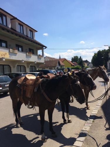 a group of horses standing in the street at Hotel Sonnenhof in Schattendorf