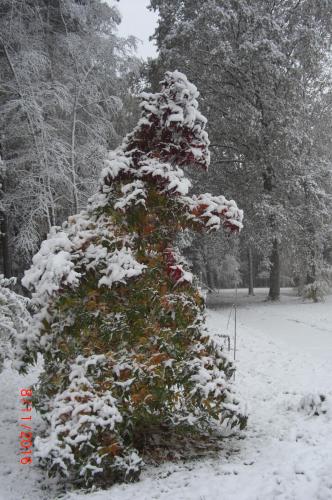 a snow covered christmas tree in a park at Ferienhaus Huus ton witten Barg in Undeloh