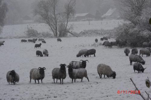 a herd of sheep grazing in a snow covered field at Ferienhaus Huus ton witten Barg in Undeloh