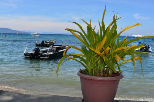 a potted plant on the beach with boats in the water at Captngreggs Dive Resort in Puerto Galera