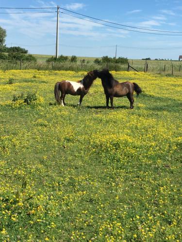 two horses standing in a field of flowers at Maison Marie in Poperinge